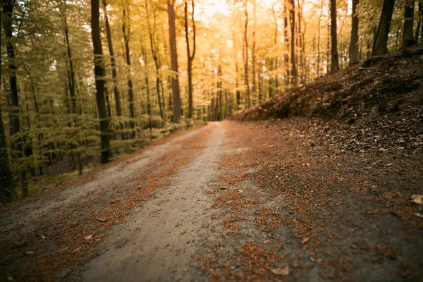 Close Road Forest Pathway Blurred Background Summer Concept Photo Summer — Stock Photo, Image