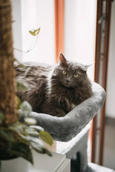 猫在用猫的家具 家养快乐宠物的猫饰物 这只猫舒服地躺在树屋顶上 — 图库照片