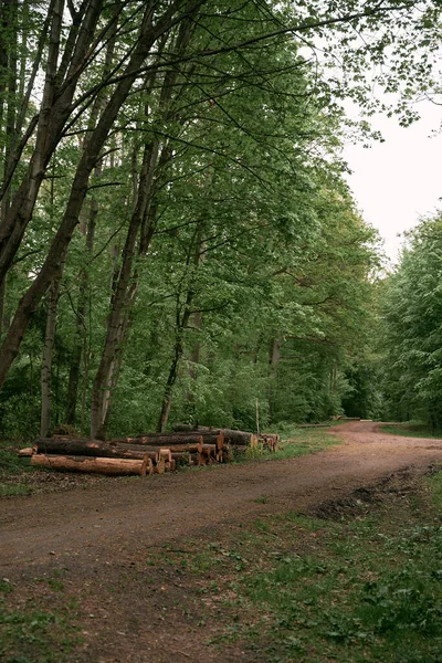 Caminho Floresta Uma Fileira Troncos Árvores Longo Pista Caminhada Floresta — Fotografia de Stock