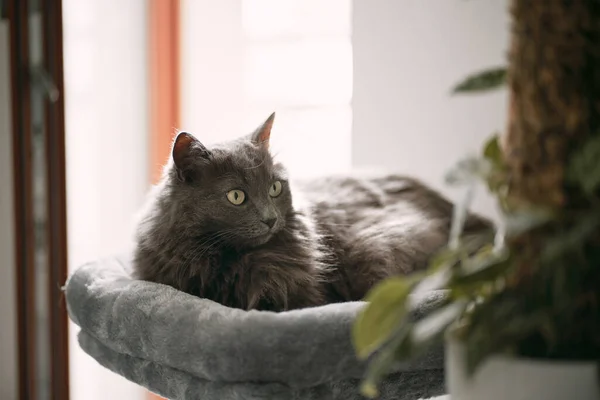 Een Portret Van Een Slaperige Kat Top Van Een Kattenhuis — Stockfoto