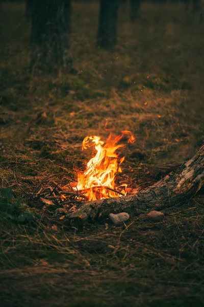 晚上在树林里的篝火 黄昏时分 营地失火 森林中的篝火 — 图库照片