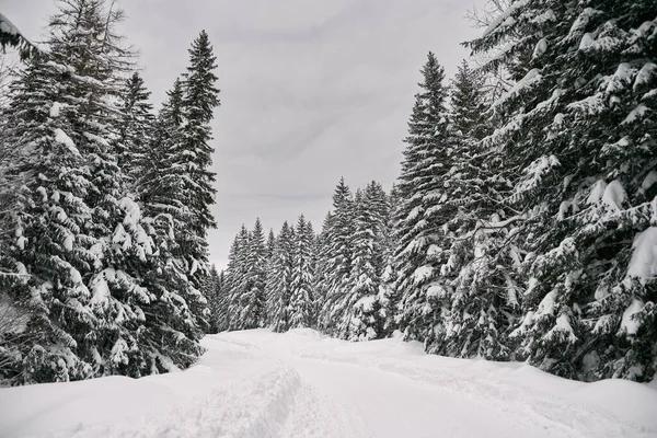 Trail Pine Wood Covered Snow Heavy Severe Snowfall Snowy Road — Fotografia de Stock