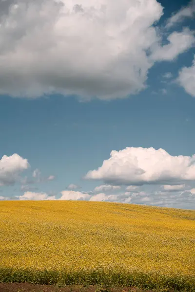 Sommarfälts Landskap Gult Fält Med Blå Himmel Vita Moln Ängen — Stockfoto