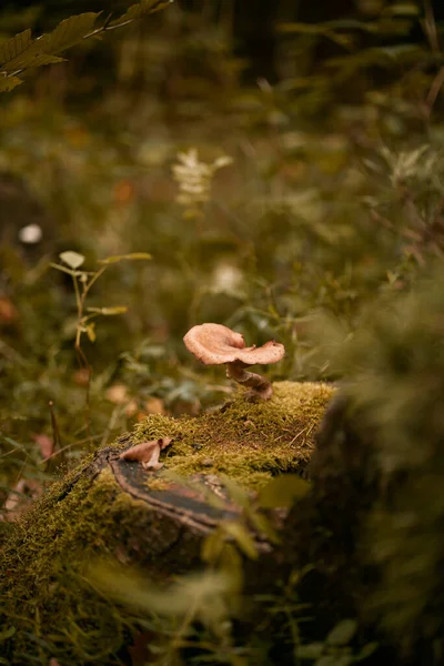 Primo Piano Fungo Nella Foresta Concetto Ricerca Funghi Buoni Nel — Foto Stock