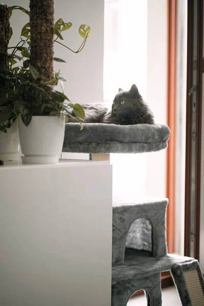 Cat Utilise Les Meubles Pour Chats Accessoires Pour Chats Pour — Photo