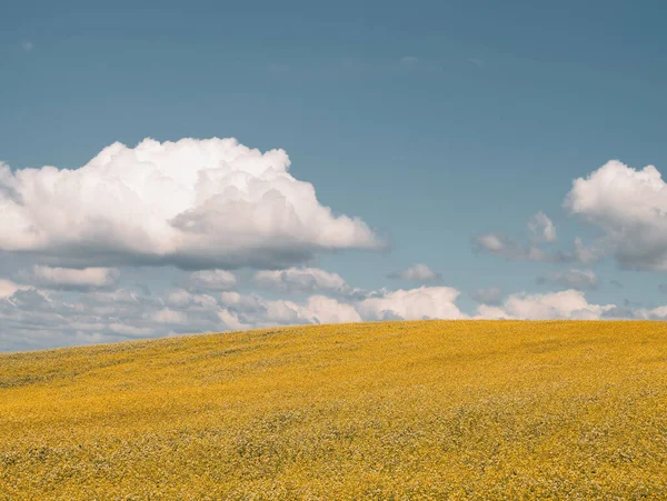 Yellow Blue Field Agriculture Field Rural Area Summer Day White — Stockfoto