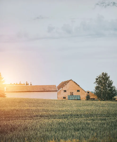 Shed Barn Vegetable Scenery Day Farmer Home Meadow Natural Plant — Foto Stock