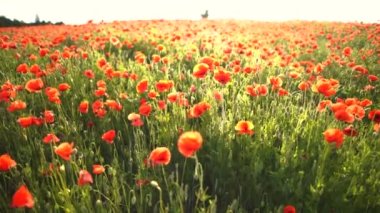 Haşhaş tarlası çiçek tarlasında hafif bir rüzgar tarafından ağır çekimde yakalandı..