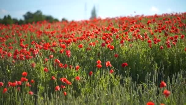 Poppy Field Flowers Field Some Light Wind Captured Slow Motion — Stock Video