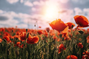 Kırmızı gelincik tarlasında güzel bir yaz günü. Yaban çiçekleri ve otlarla dolu kır arazisi..