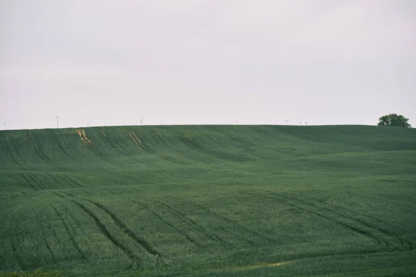 Grüne Felder Auf Dem Hügel Landschaft Der Grünen Landwirtschaftlichen Nutzpflanzen — Stockfoto