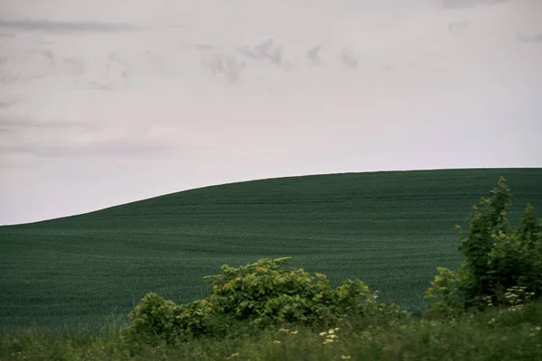 Green Fields Hill Landscape Green Agricultural Crops Cloudy Sky — Stock fotografie