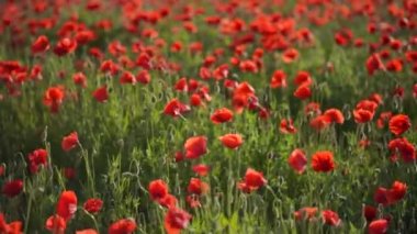 Haşhaş tarlası çiçek tarlasında hafif bir rüzgar tarafından ağır çekimde yakalandı..