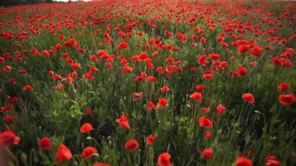 Tavasszal Egy Vörös Virágokkal Teli Mező Közelében Lassított Mozgású Videó — Stock videók