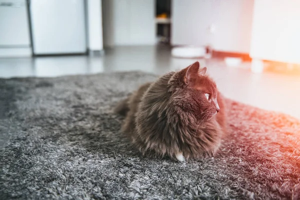 Close Portrait Domestic Male Cat Sits Carpet Concept Keeping Pets — Zdjęcie stockowe