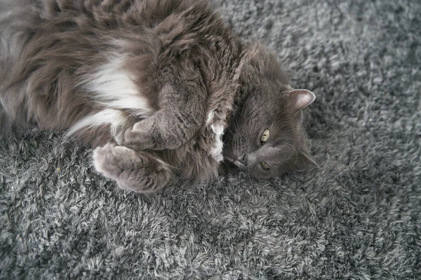 Pufók Macska Szőnyegen Alszik Egy Háziállat Hazudik Fogalom Kényelmes Otthon — Stock Fotó