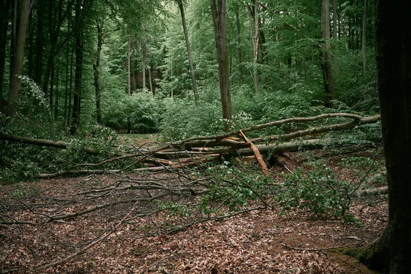 Падшее Дерево Перегородило Дорогу Лесу Путь Закрыт Разрушения Бури Лесу — стоковое фото