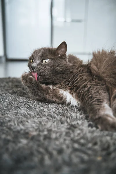 Kočka Myje Kočka Leží Koberci Olizuje Kočičí Hygiena Domě — Stock fotografie