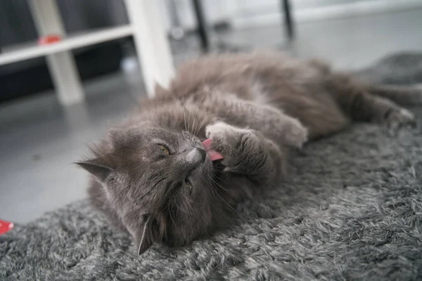 Cat Washing Itself Cat Lying Carpet Cleaning Licking Himself Cats — Zdjęcie stockowe