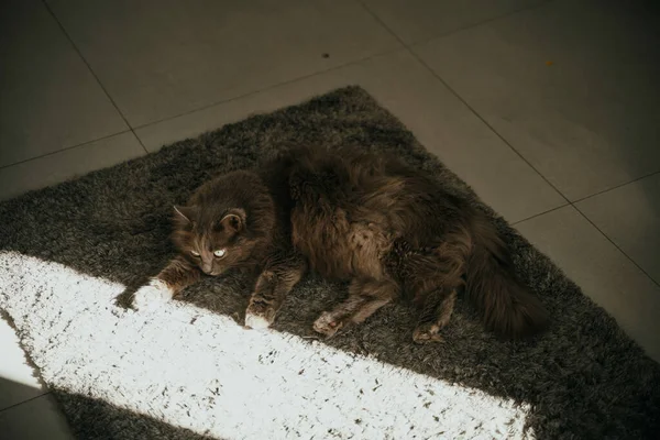 Portrait Gray Cat Sitting Peacefully Modern Flat Concept Keeping Male — стоковое фото