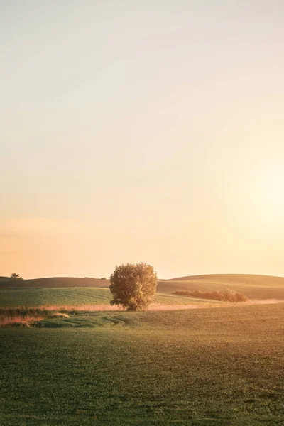 Μοναχικό Δέντρο Στο Πράσινο Πεδίο Κατά Διάρκεια Του Ηλιοβασιλέματος Δυνατό — Φωτογραφία Αρχείου