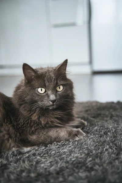 Close Portrait Domestic Male Cat Sits Carpet Concept Keeping Pets — 图库照片