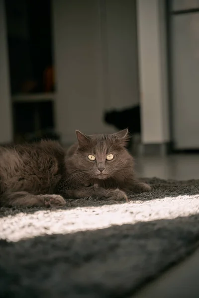 Portrait Gray Cat Sitting Peacefully Modern Flat Concept Keeping Male — стоковое фото