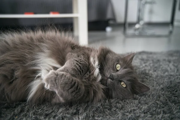Chubby Cat Sleeping Carpet Domestic Pet Lying Concept Cozy Home — стоковое фото