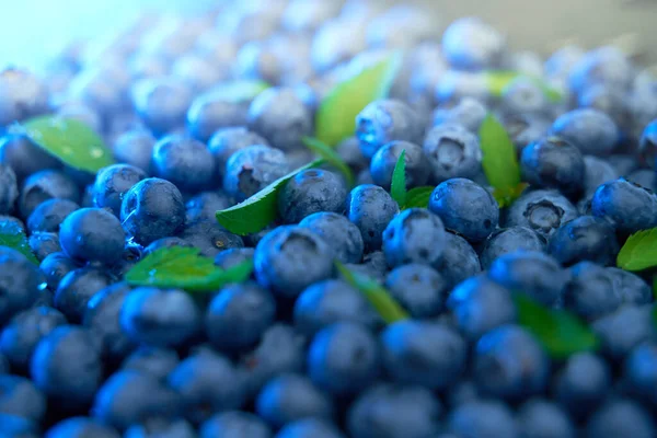 Top view background from freshly picked blueberries. Blueberry texture close-up blueberry