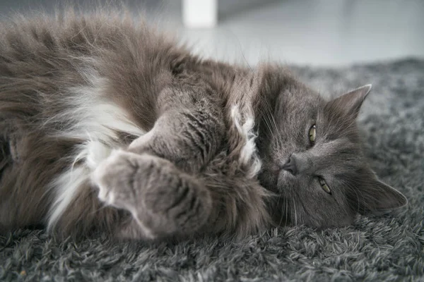 Chubby Cat Sleeping Carpet Domestic Pet Lying Concept Cozy Home — Zdjęcie stockowe