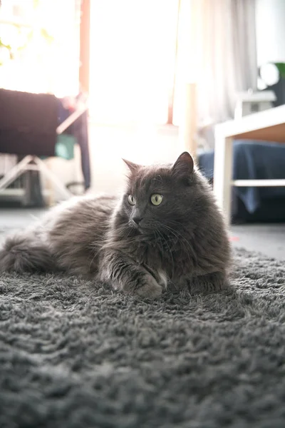 Close Portrait Domestic Male Cat Sits Carpet Concept Keeping Pets — Stockfoto