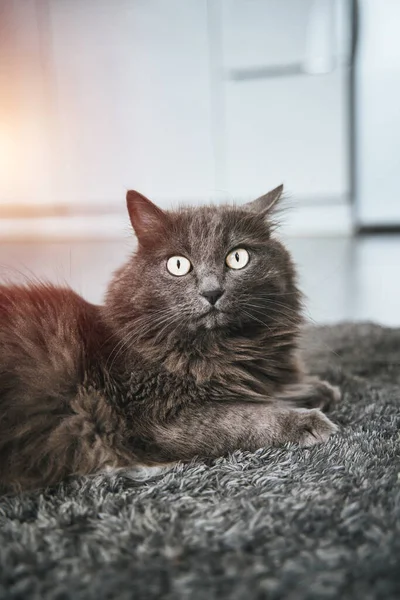 Portrait Domestic Cat Concept Having Pet Modern Apartment Lifestyle Portrait — Stock Photo, Image