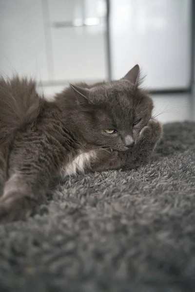 Gray Adult Cat Lies Floor Licks Paws — 스톡 사진