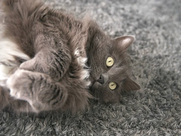 Gray Cat Lies Relaxed Floor Paws Crossed — Stockfoto
