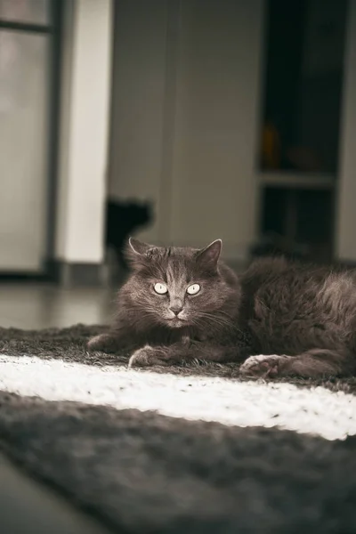 Sleepy Gray Cat Lies Peacefully Carpet Domestic Cat Lives Modern — Photo