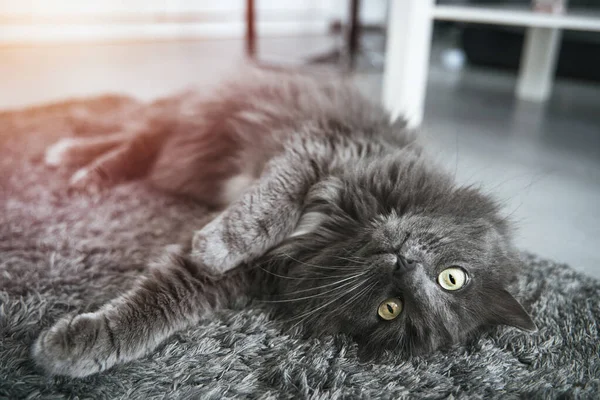 Cat Lies Upside Floor Grey Cat Looking Camera While Lying — Stock fotografie