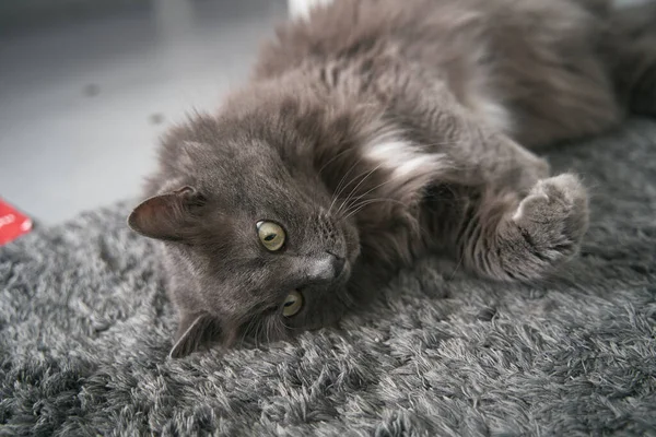 Cat Sleeps Floor Domestic Grey Cat Relaxes Day Indoors Animal — Fotografia de Stock