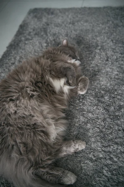 Chubby Cat Sleeping Carpet Domestic Pet Lying Concept Cozy Home — стоковое фото