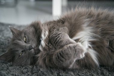 The cat is lying in the sun rays while indoors. A grey domestic male cat sleeps on the floor carpet