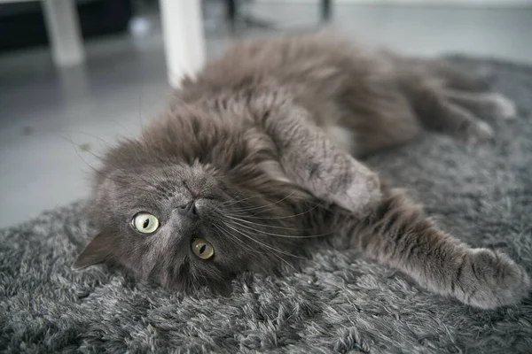 Cat Lies Upside Floor Grey Cat Looking Camera While Lying — Zdjęcie stockowe