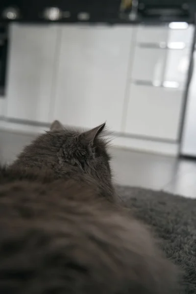 Back Cat Ears Pointed Indoor Shot Grey Cat — Fotografia de Stock