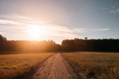 Distant trees in the agriculture field. Summer evening landscape in the evening.