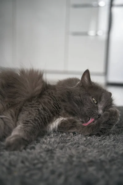 Gray Adult Cat Lies Floor Licks Paws — Stock Fotó