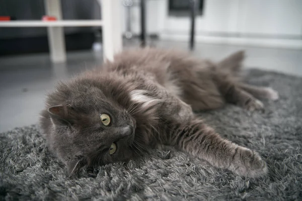 Cat Sleeps Floor Domestic Grey Cat Relaxes Day Indoors Animal — 图库照片