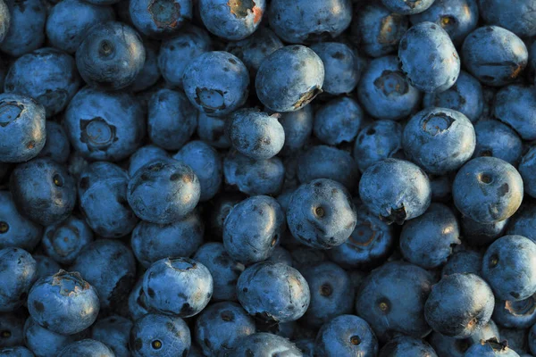 Fresh Hand Picked Blueberry Background Mock Design Vegan Healthy Food — Zdjęcie stockowe