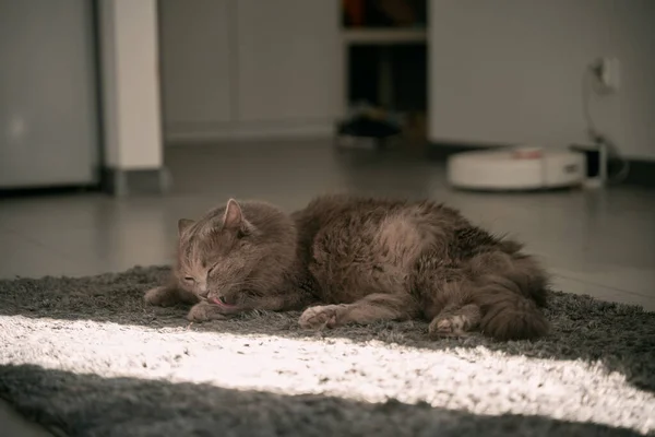 Μια Γκρι Ενήλικη Γάτα Ξαπλώνει Στο Πάτωμα Και Γλείφει Τις — Φωτογραφία Αρχείου