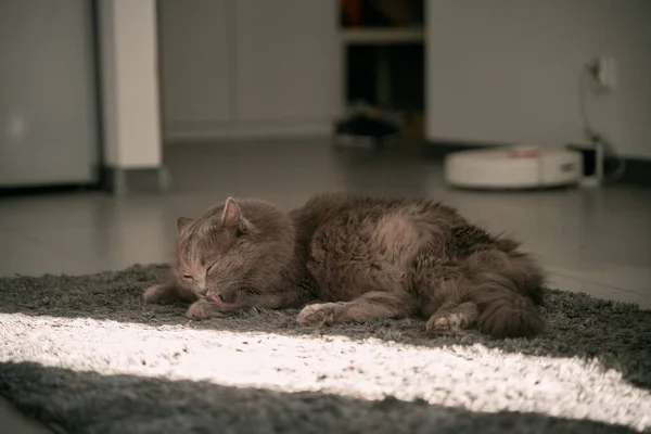 Gray Adult Cat Lies Floor Licks Paws — Stock Photo, Image