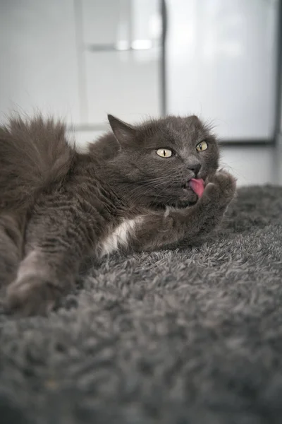 Domestic Pet Washing Itself Indoors — Fotografia de Stock