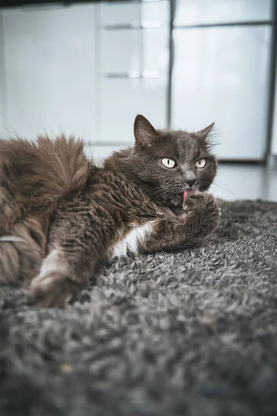 Gray Adult Cat Lies Floor Licks Paws — Stok fotoğraf