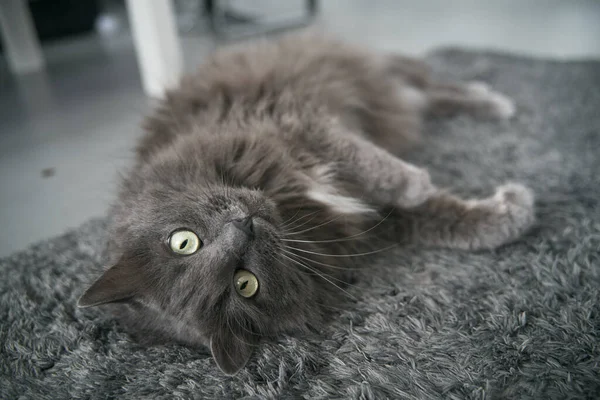 Кіт Лежить Догори Ногами Підлозі Сірий Кіт Дивиться Камеру Лежачи — стокове фото